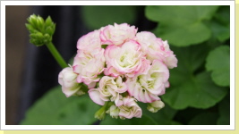 Rosenpelargonie Rosenpelargonie